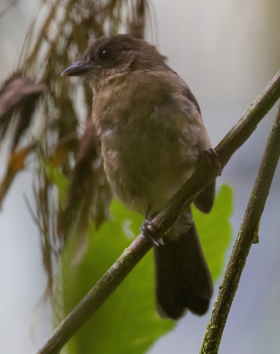 Brown-winged Schiffornis - José Martín