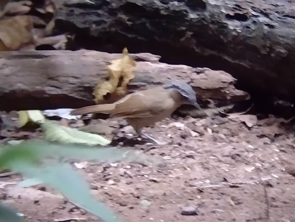 Gray-throated Babbler - ML612702047
