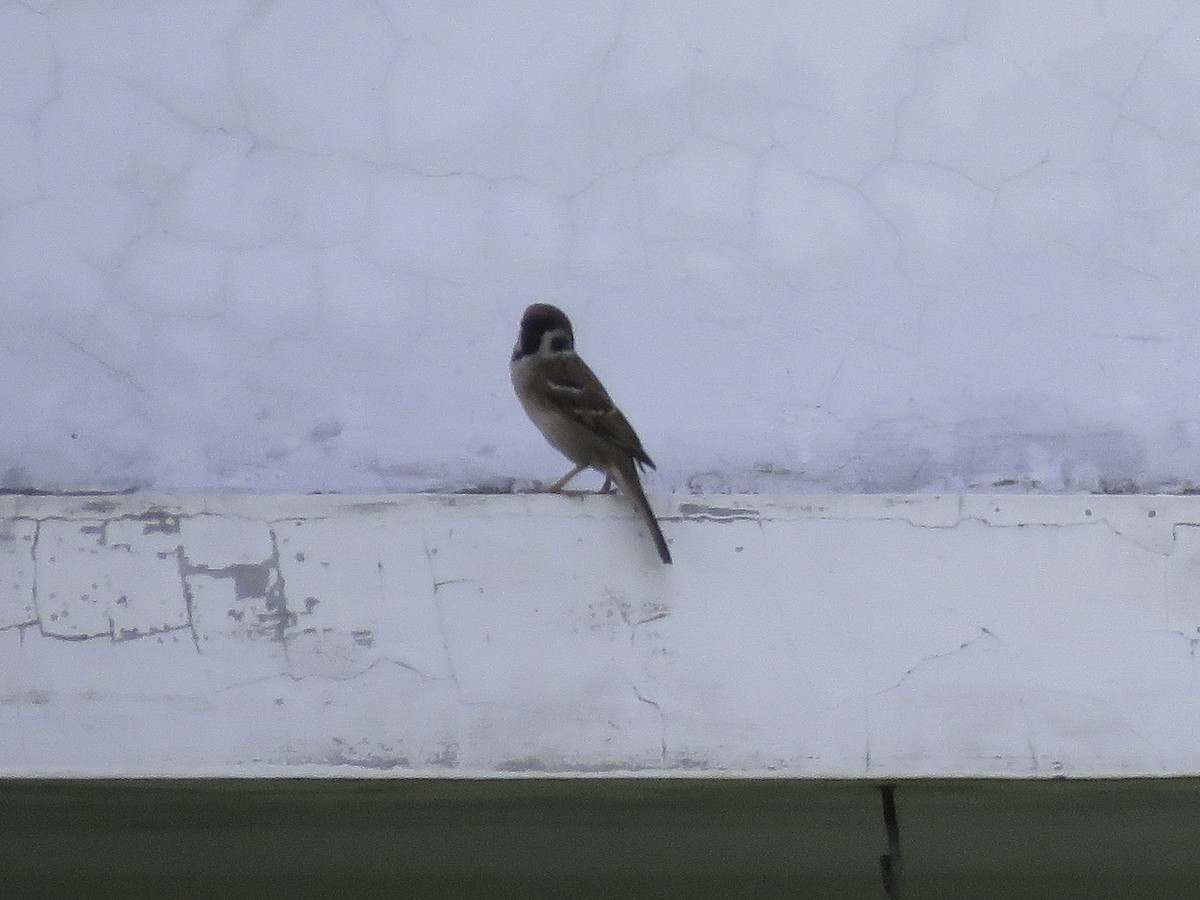 Eurasian Tree Sparrow - Mitra Daneshvar
