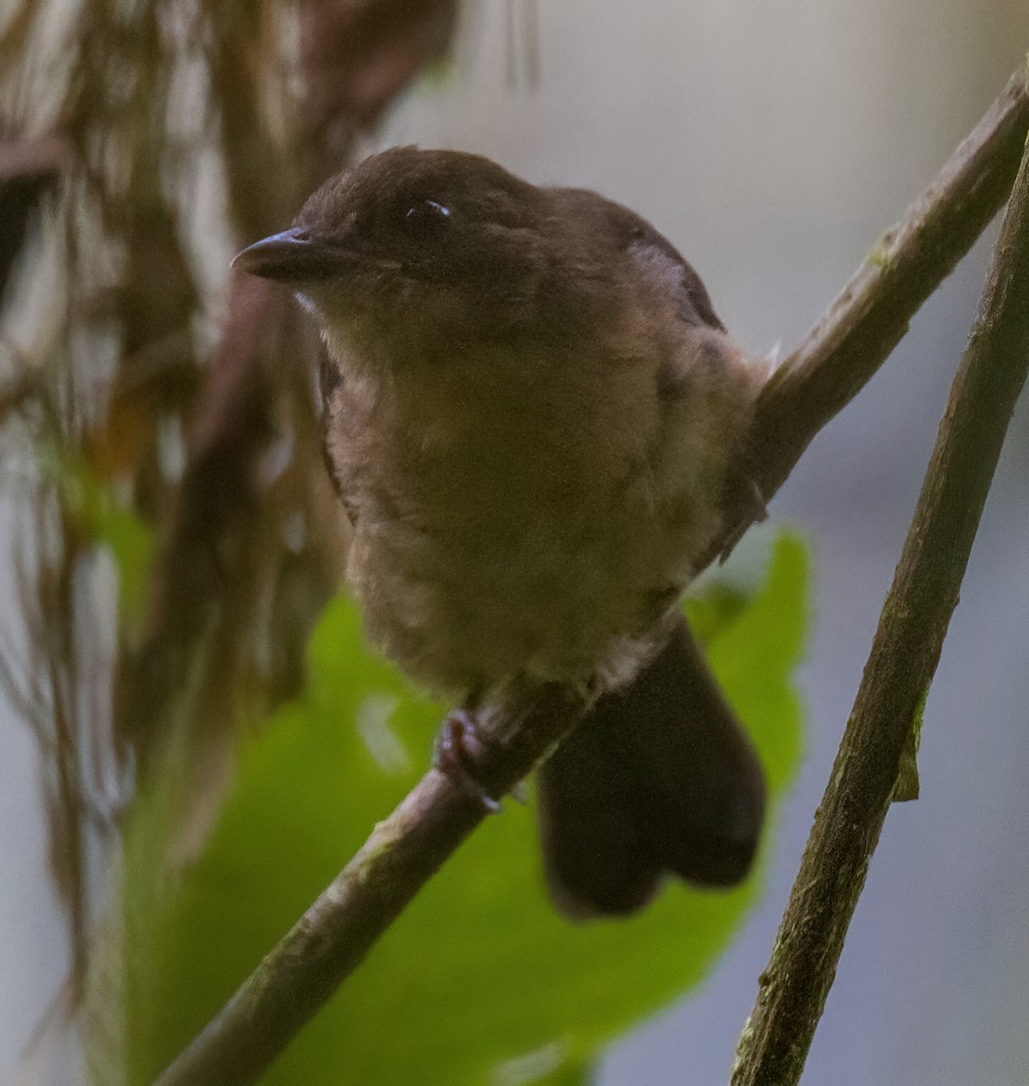 Brown-winged Schiffornis - José Martín