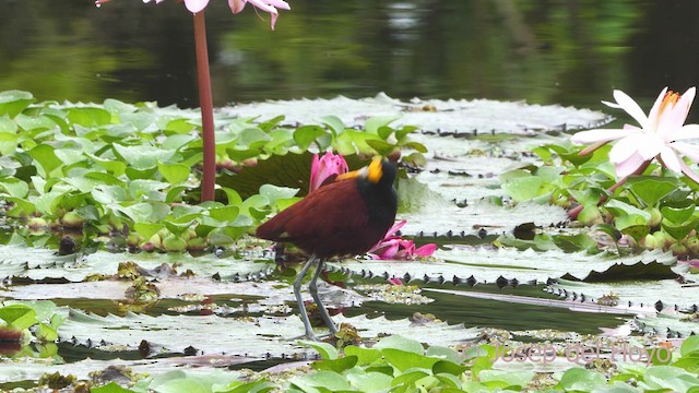 Northern Jacana - ML612702130