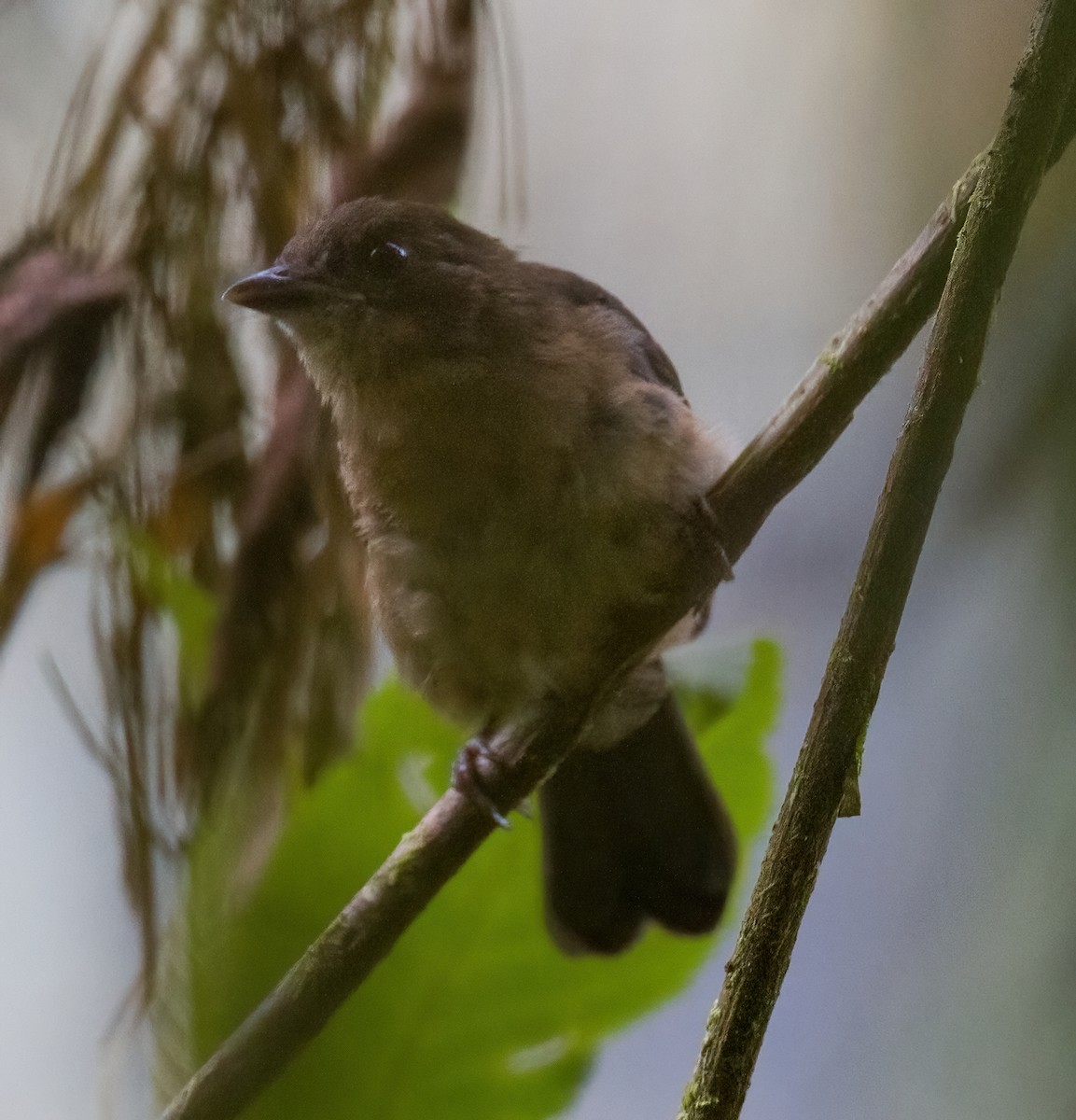 Brown-winged Schiffornis - José Martín