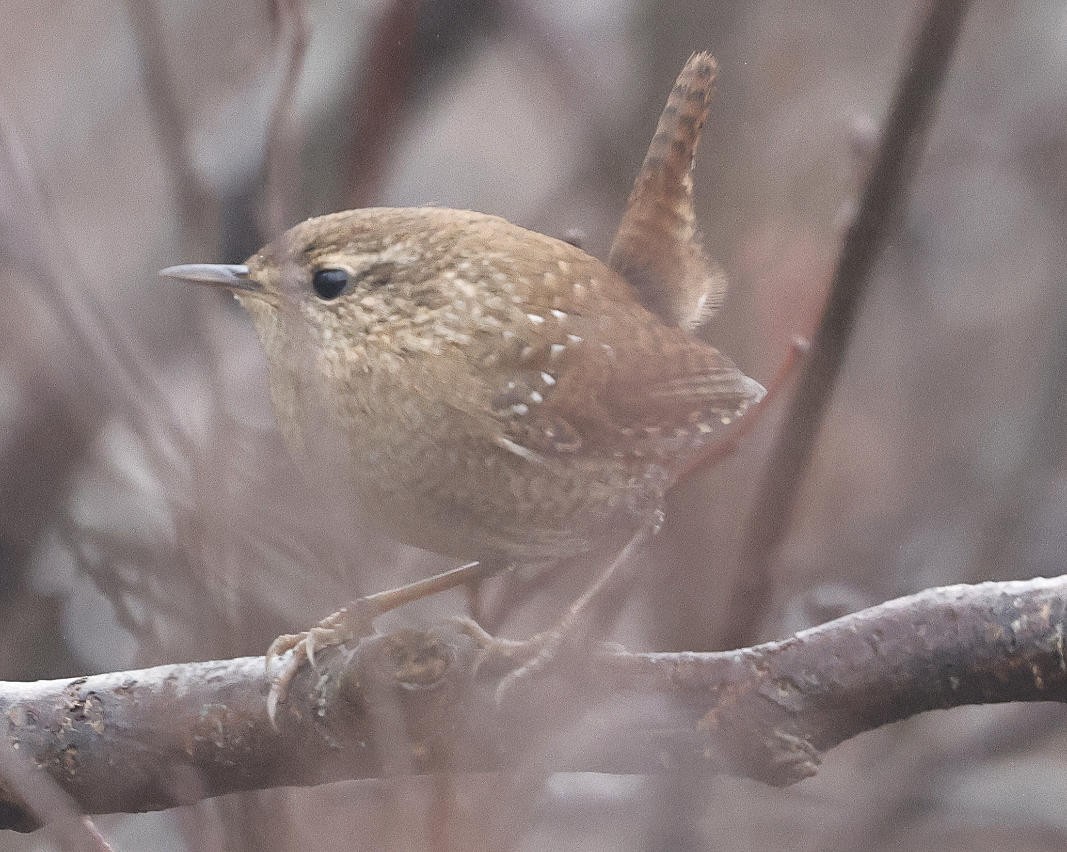 Winter Wren - ML612702162