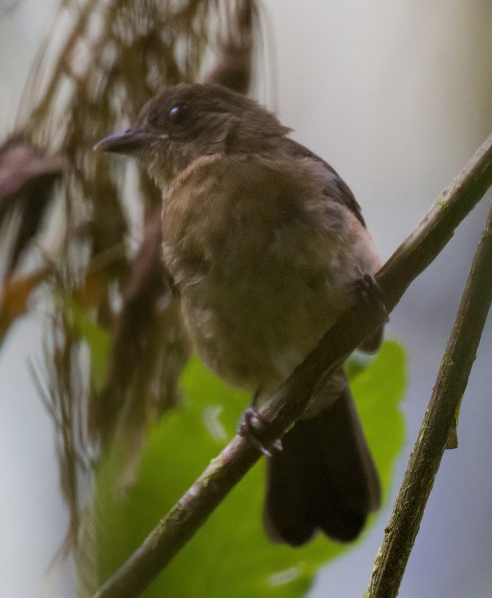 Brown-winged Schiffornis - José Martín