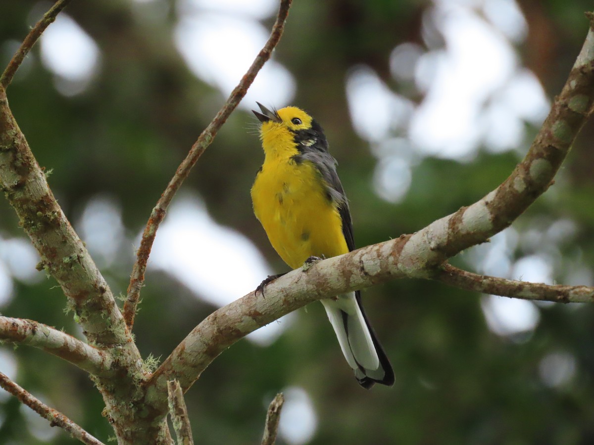 Golden-fronted Redstart (Golden-fronted) - ML612702184