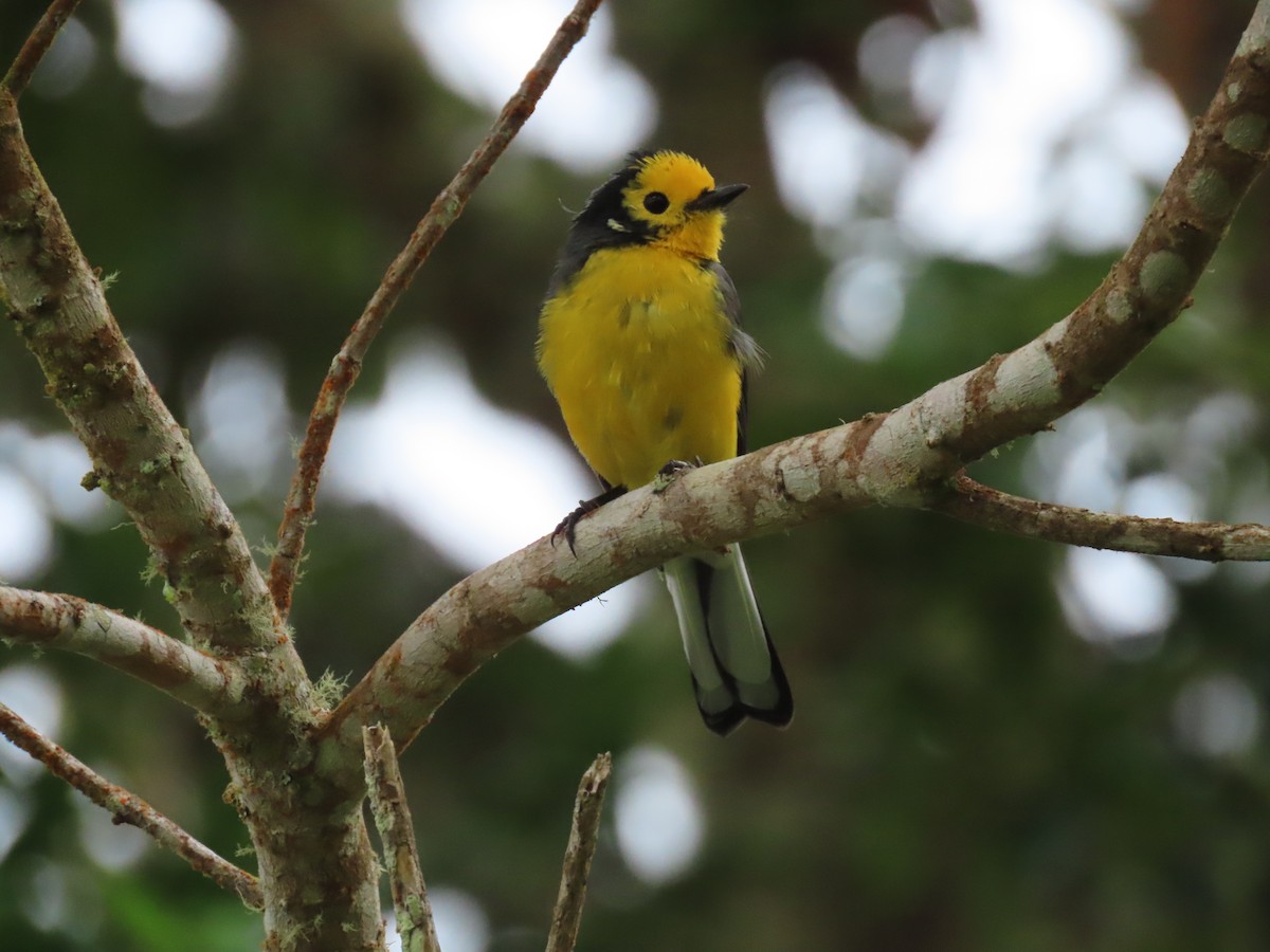 Golden-fronted Redstart (Golden-fronted) - ML612702204