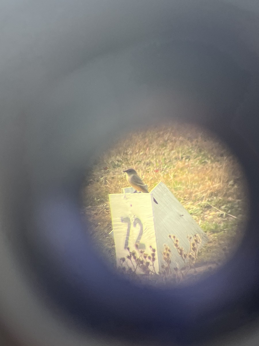 Say's Phoebe - ML612702242