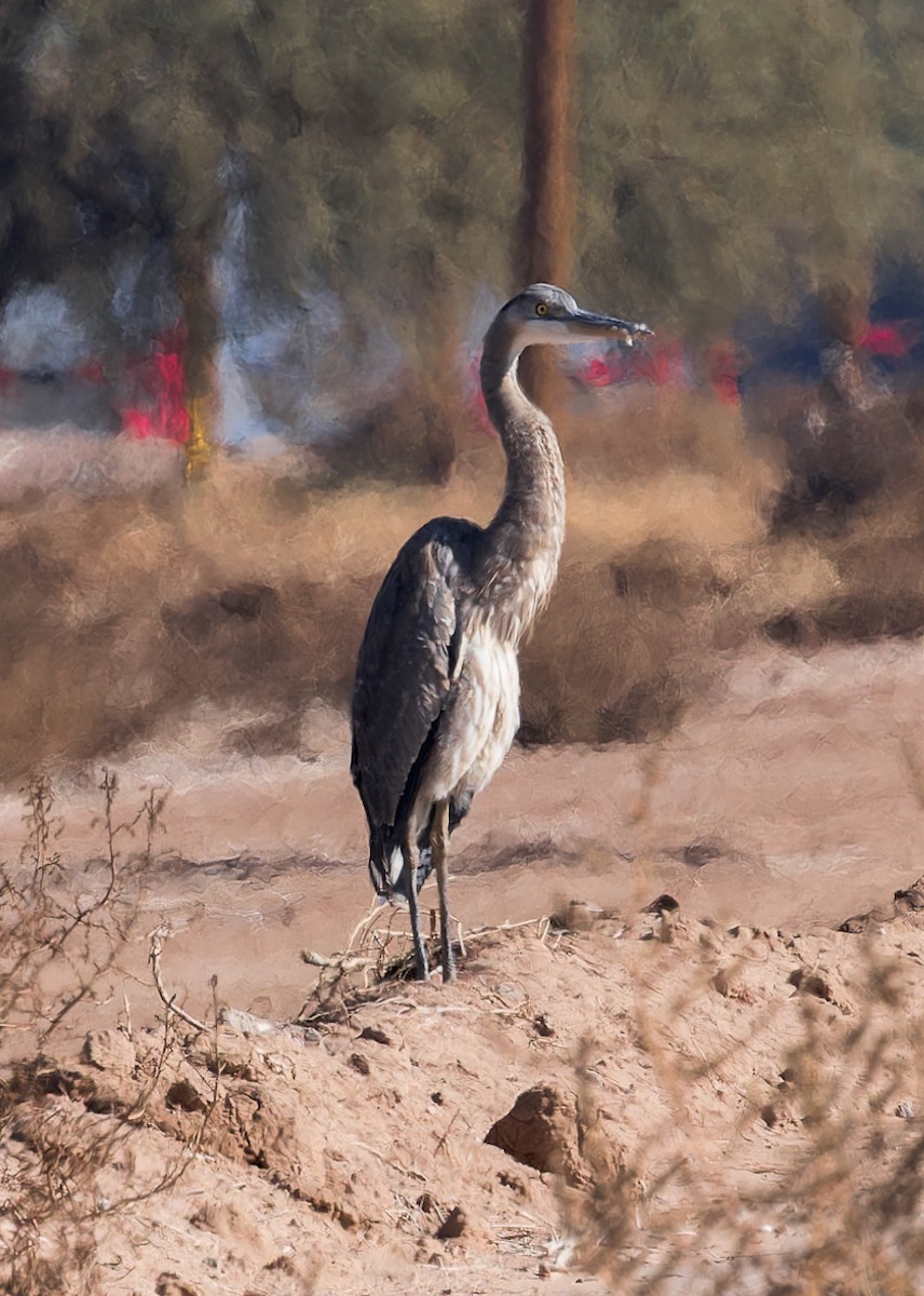 Great Blue Heron - Karla Salyer