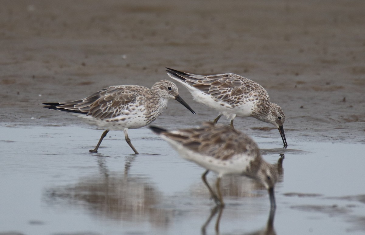 Great Knot - ML612702411