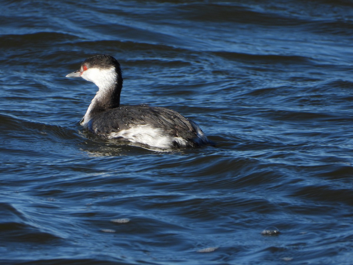 Horned Grebe - ML612702415