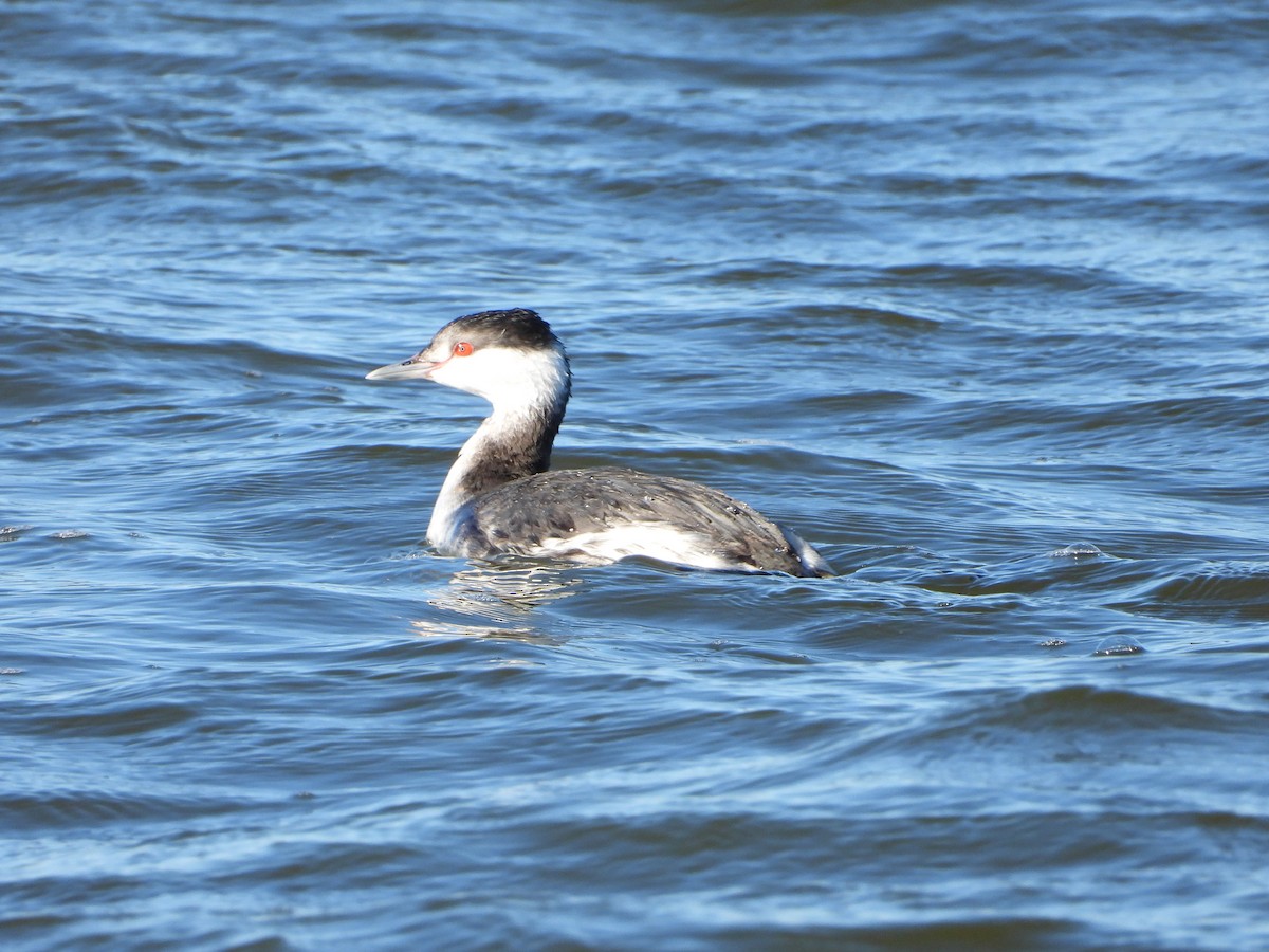 Horned Grebe - ML612702416