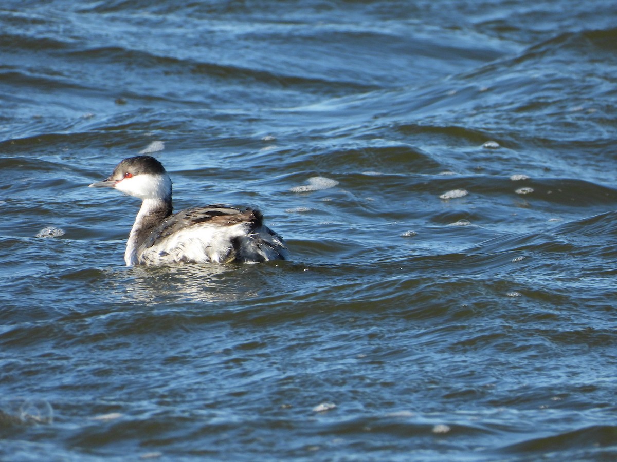 Horned Grebe - Rochelle Hood