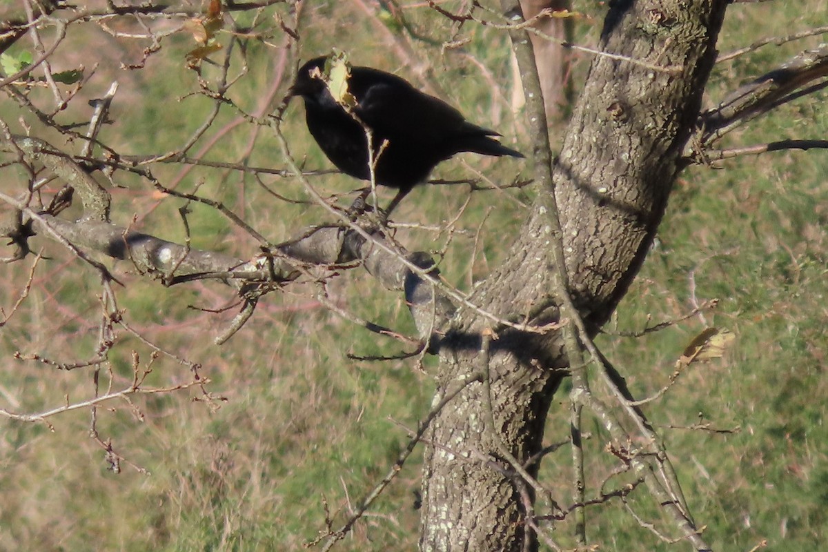 Carrion Crow - ML612702420