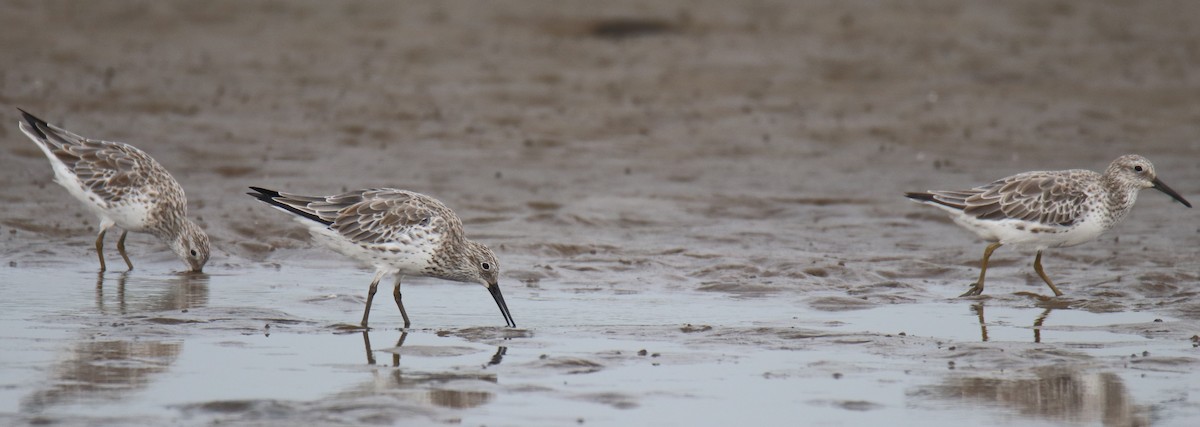 Great Knot - ML612702428