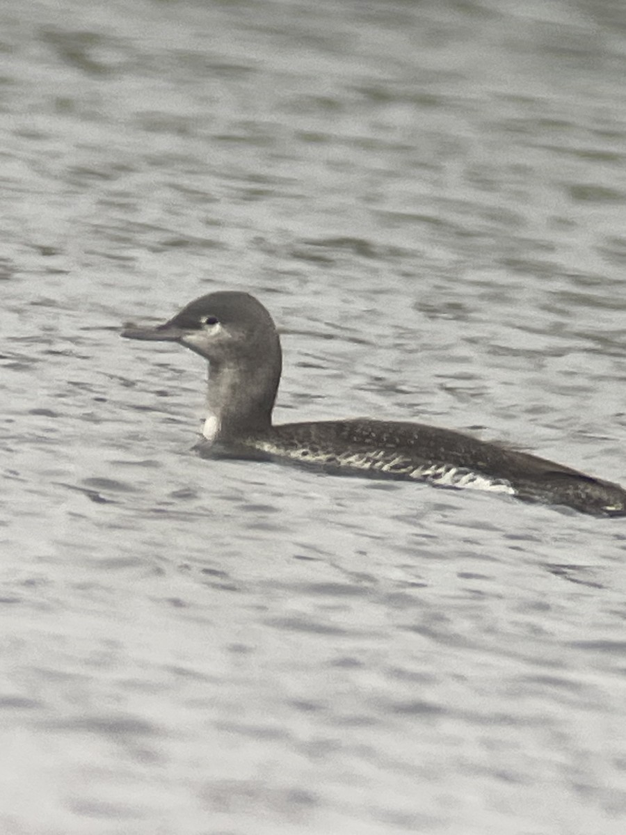 Red-throated Loon - ML612702474