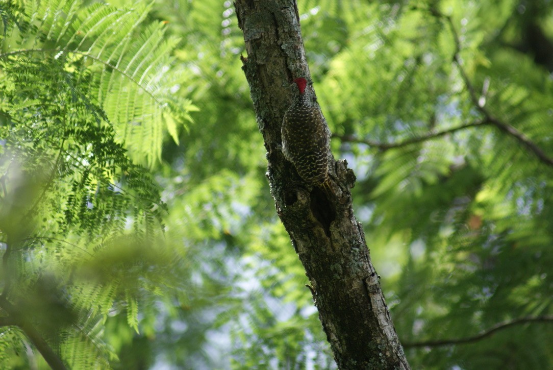 Nubian Woodpecker - ML612702554
