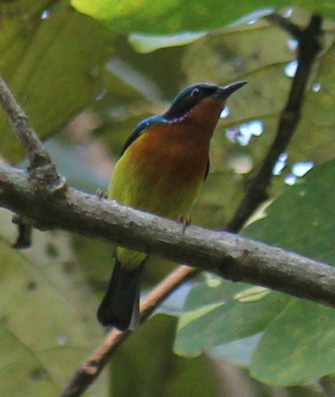 Ruby-cheeked Sunbird - ML612702589