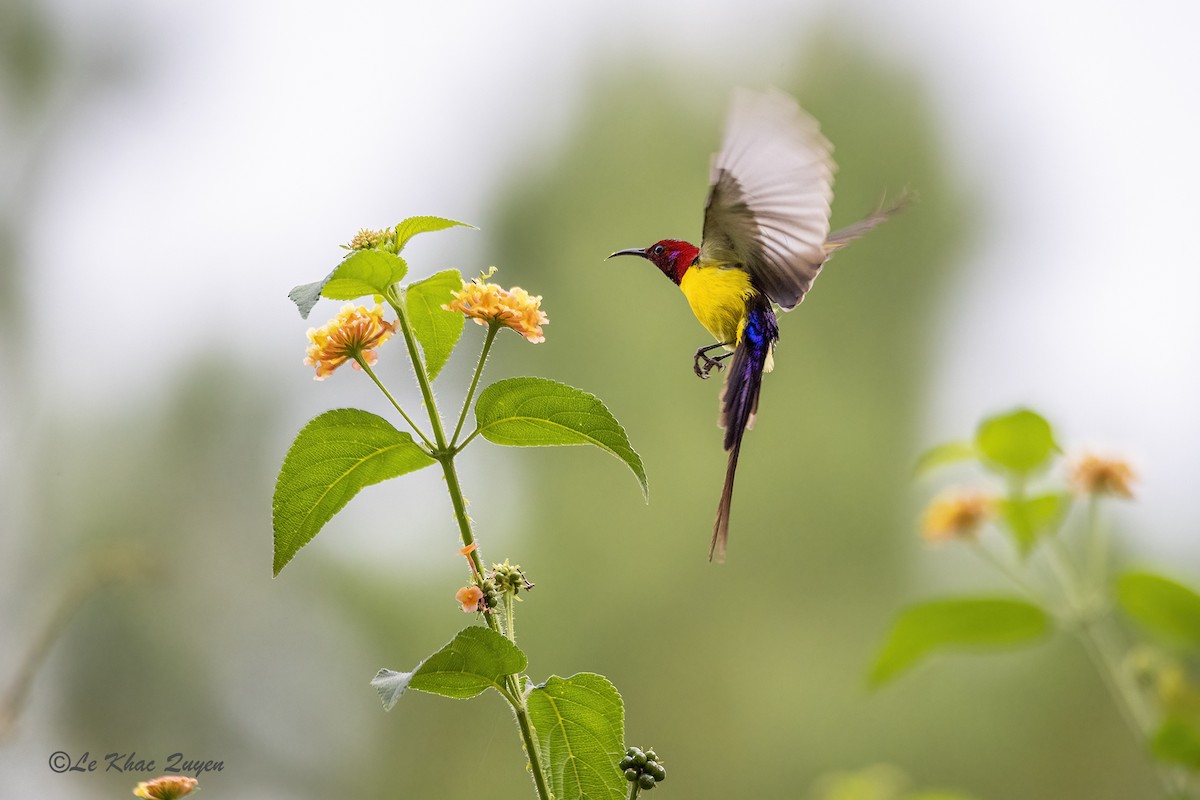 Mrs. Gould's Sunbird (Purple-rumped) - ML612702608