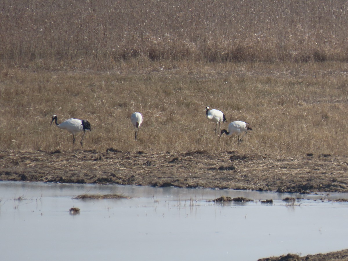 Red-crowned Crane - ML612702643