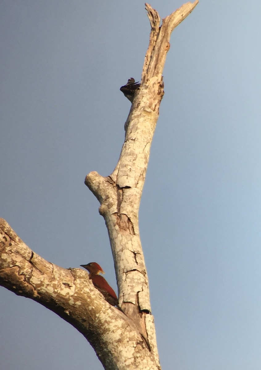 Banded Woodpecker - ML61270271