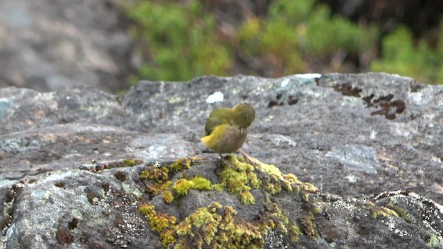 South Island Wren - ML612702785