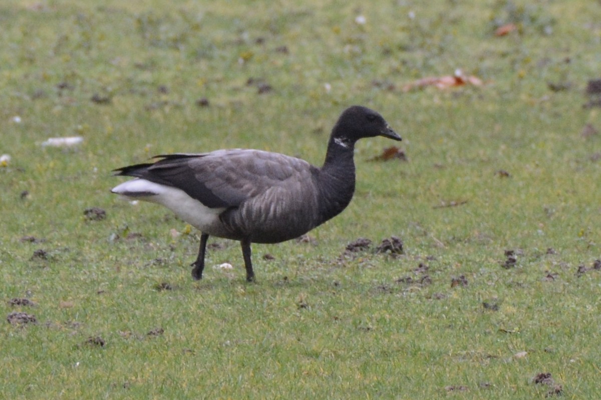 Brant - ML612702800