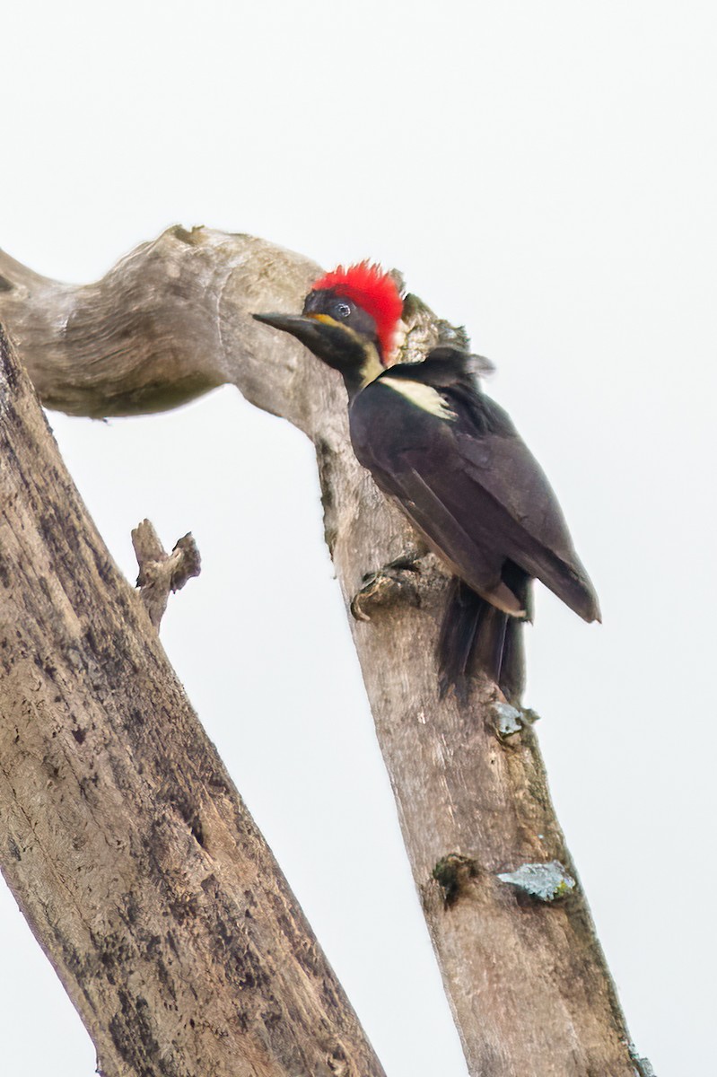 Lineated Woodpecker - Leslie Morgan