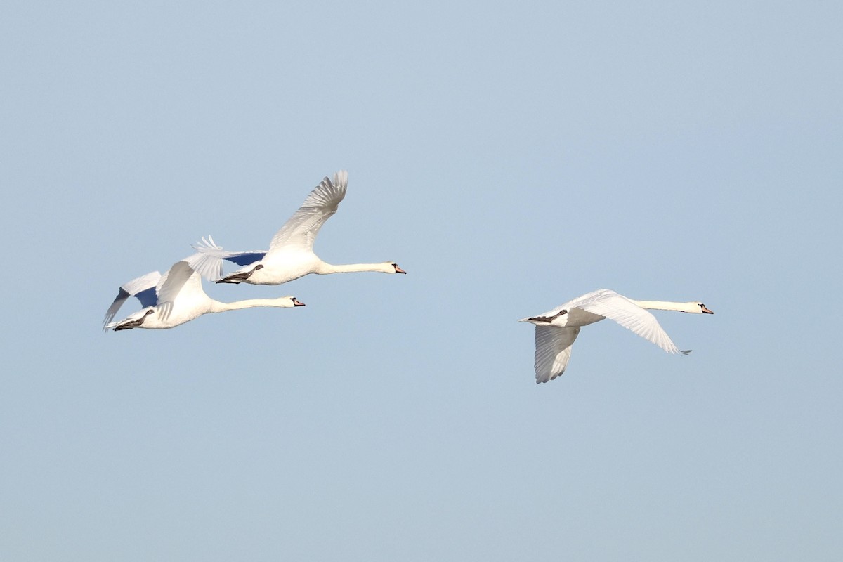 Mute Swan - ML612702918