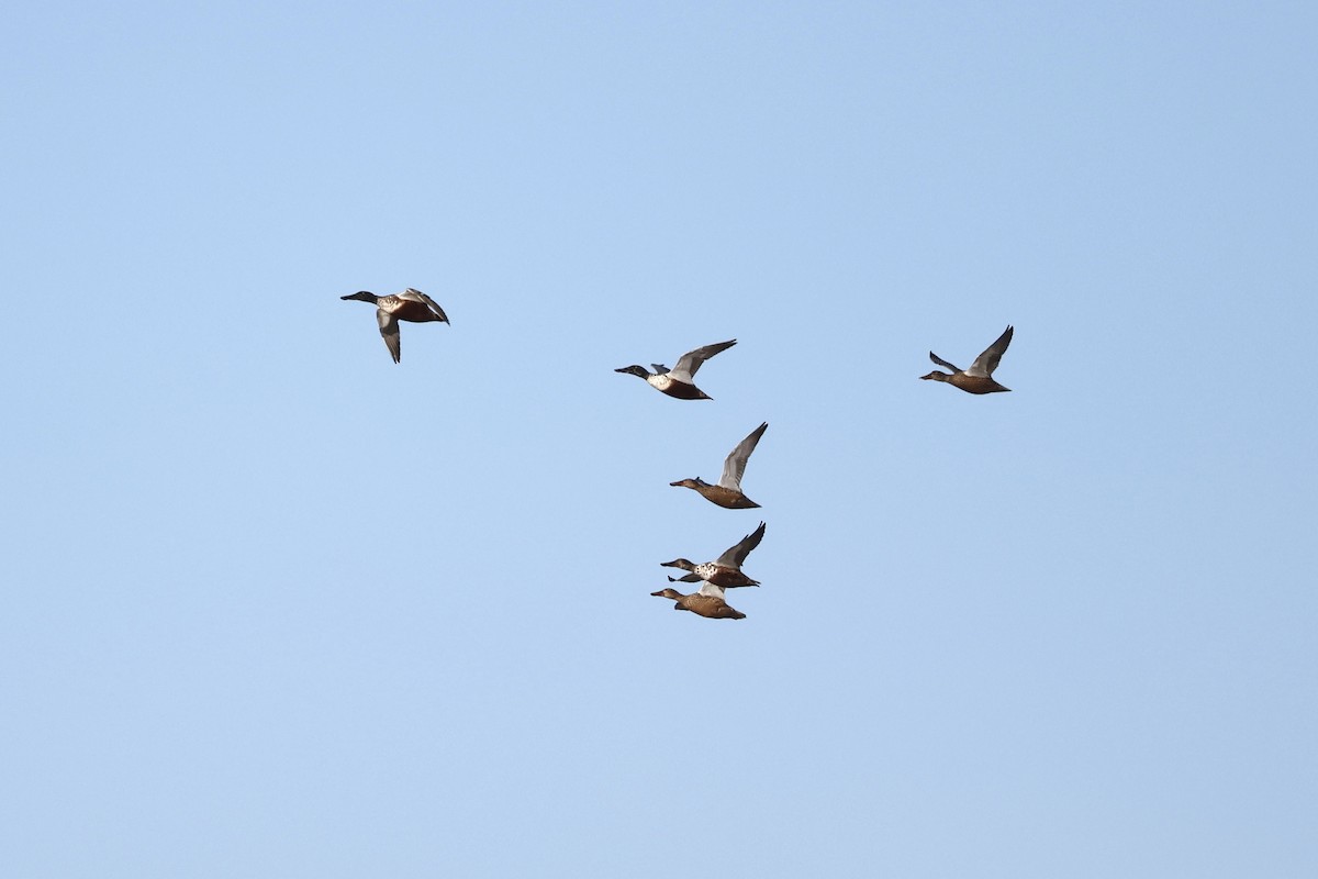 Northern Shoveler - ML612702929