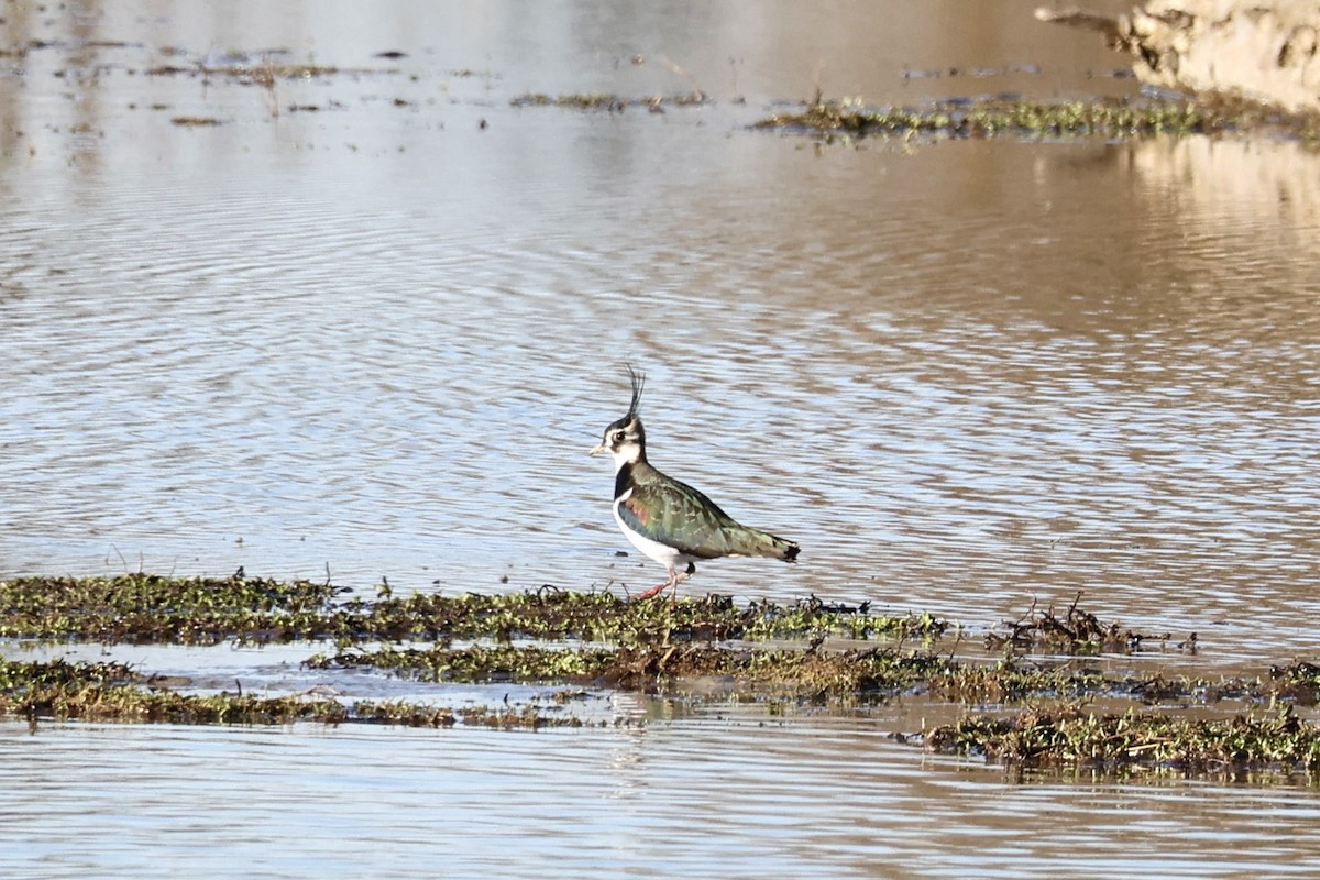 Northern Lapwing - ML612702943