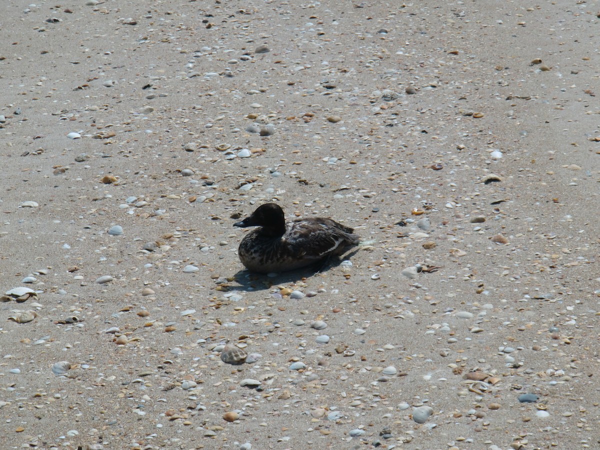 White-winged Scoter - ML612702981