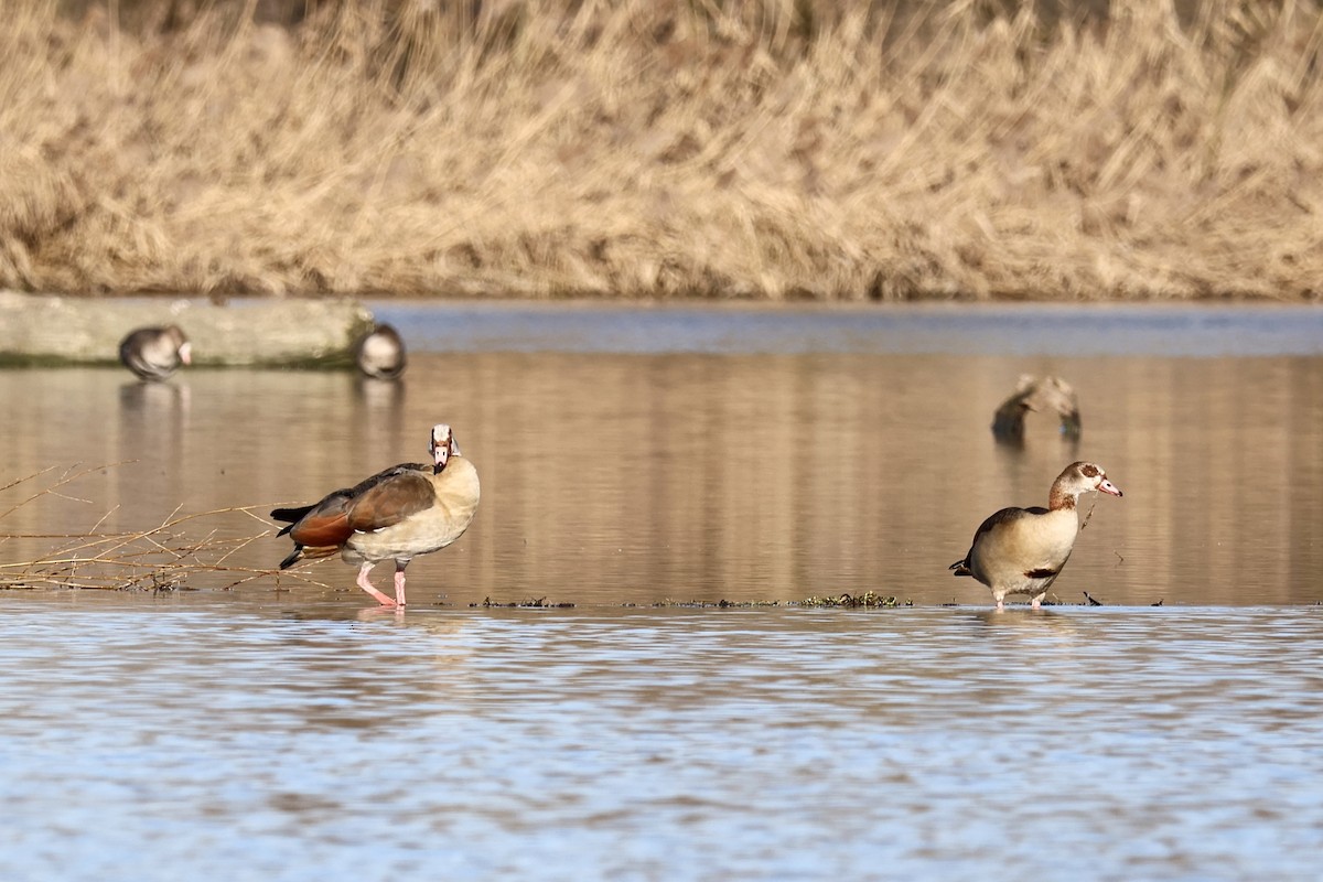 Egyptian Goose - Florian Marchner