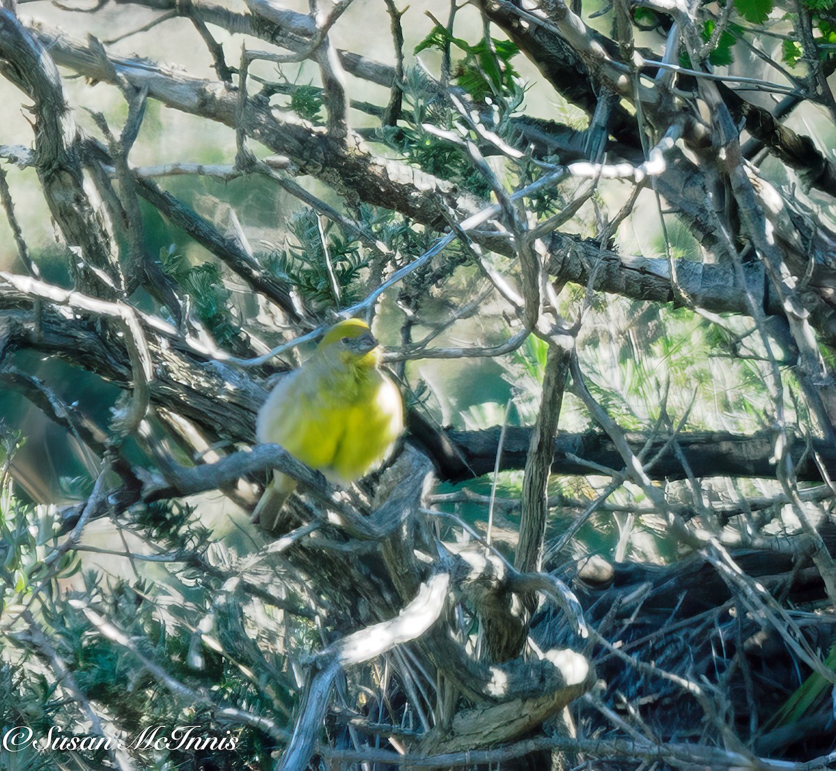 Patagonian Yellow-Finch - ML612703024