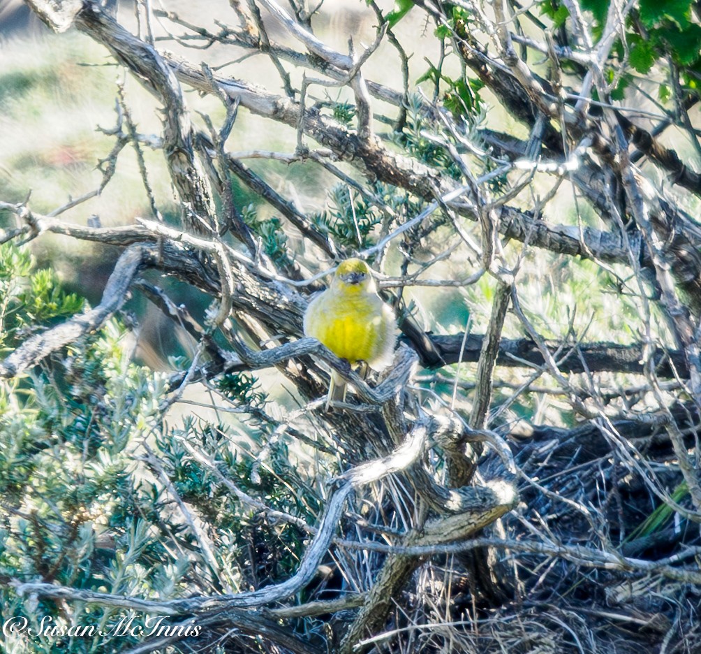 Patagonian Yellow-Finch - ML612703035