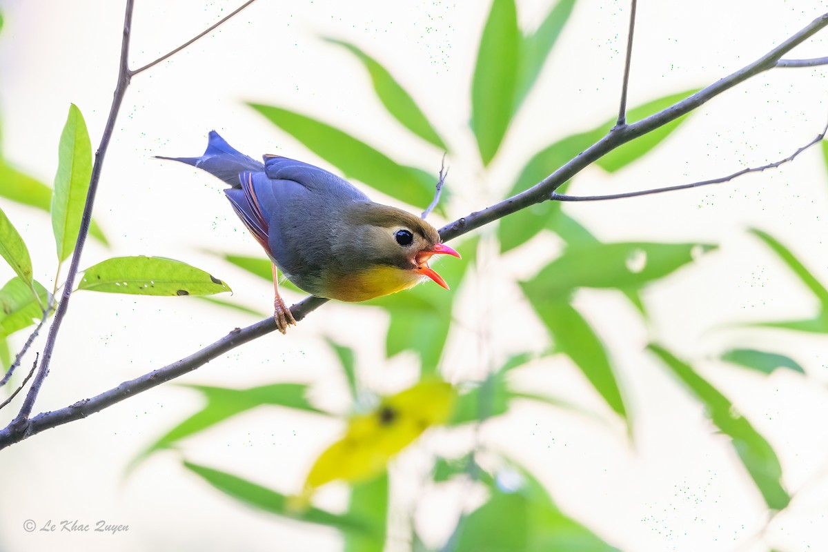 Red-billed Leiothrix - ML612703040