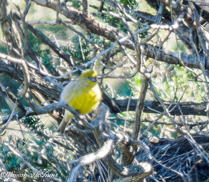 Patagonian Yellow-Finch - ML612703058