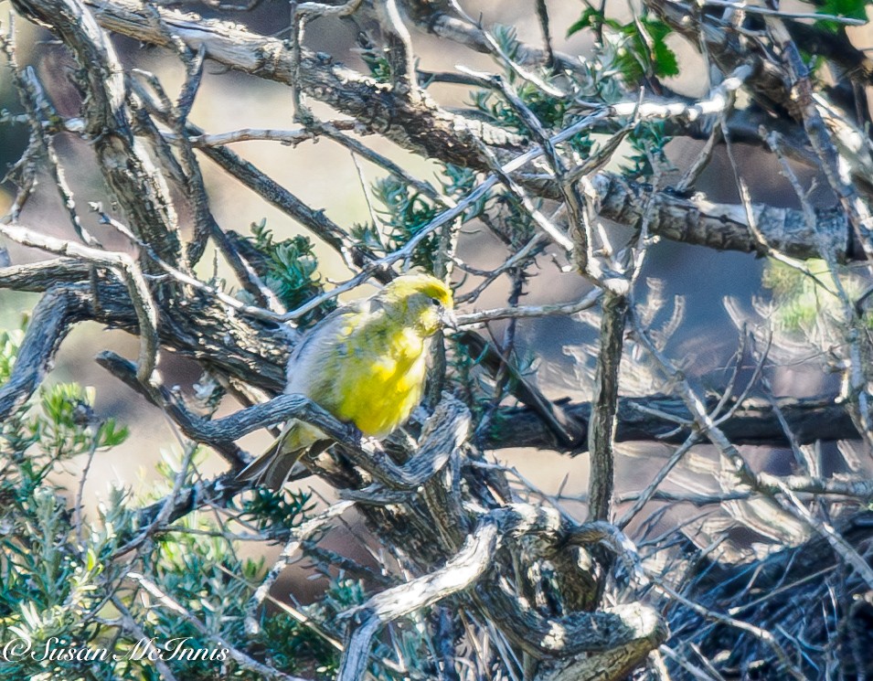 Patagonian Yellow-Finch - ML612703062