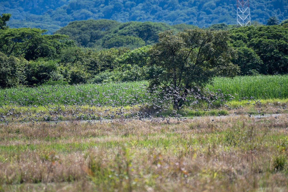 Blue-winged Teal - ML612703063