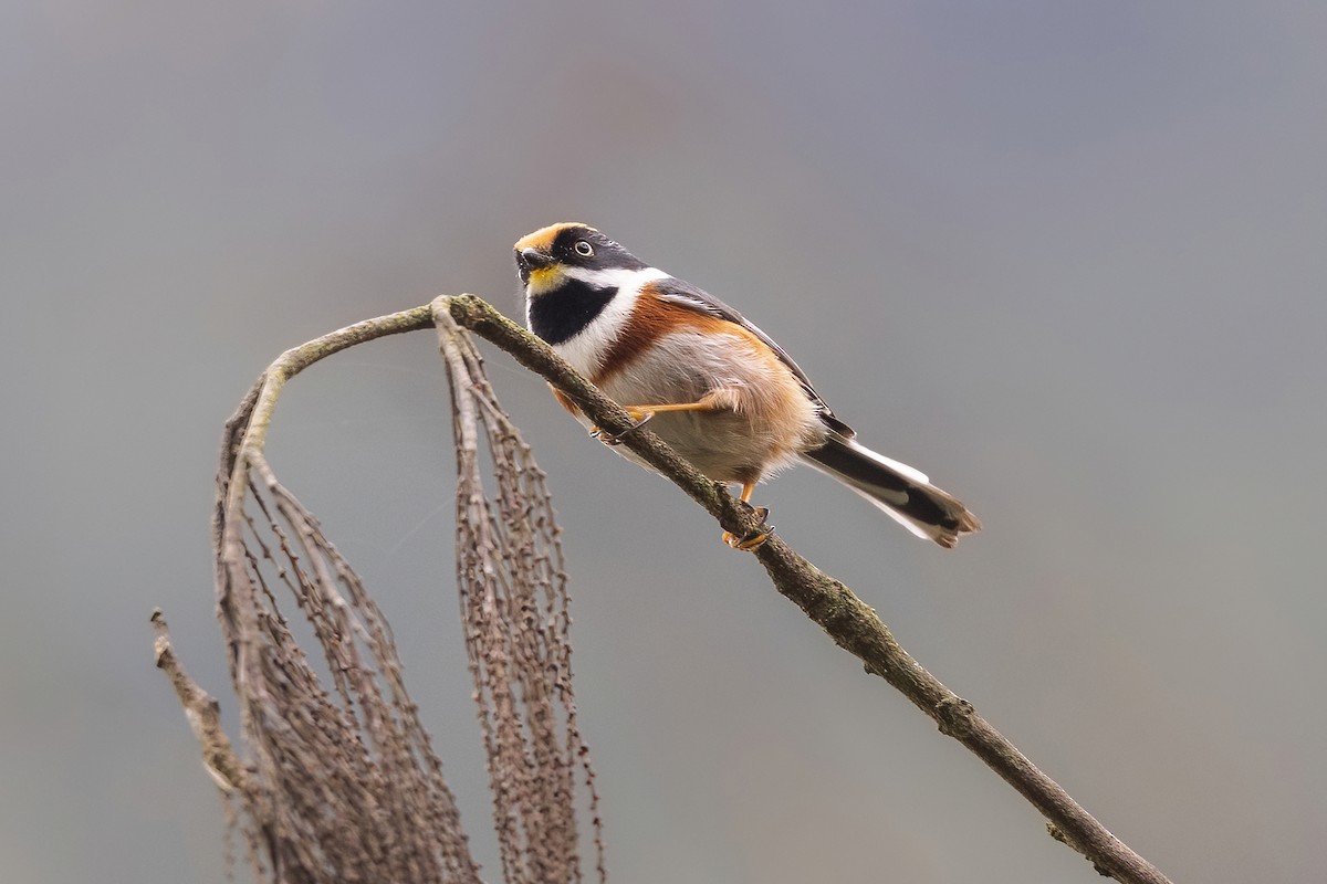 Black-throated Tit - Quyen Le Khac