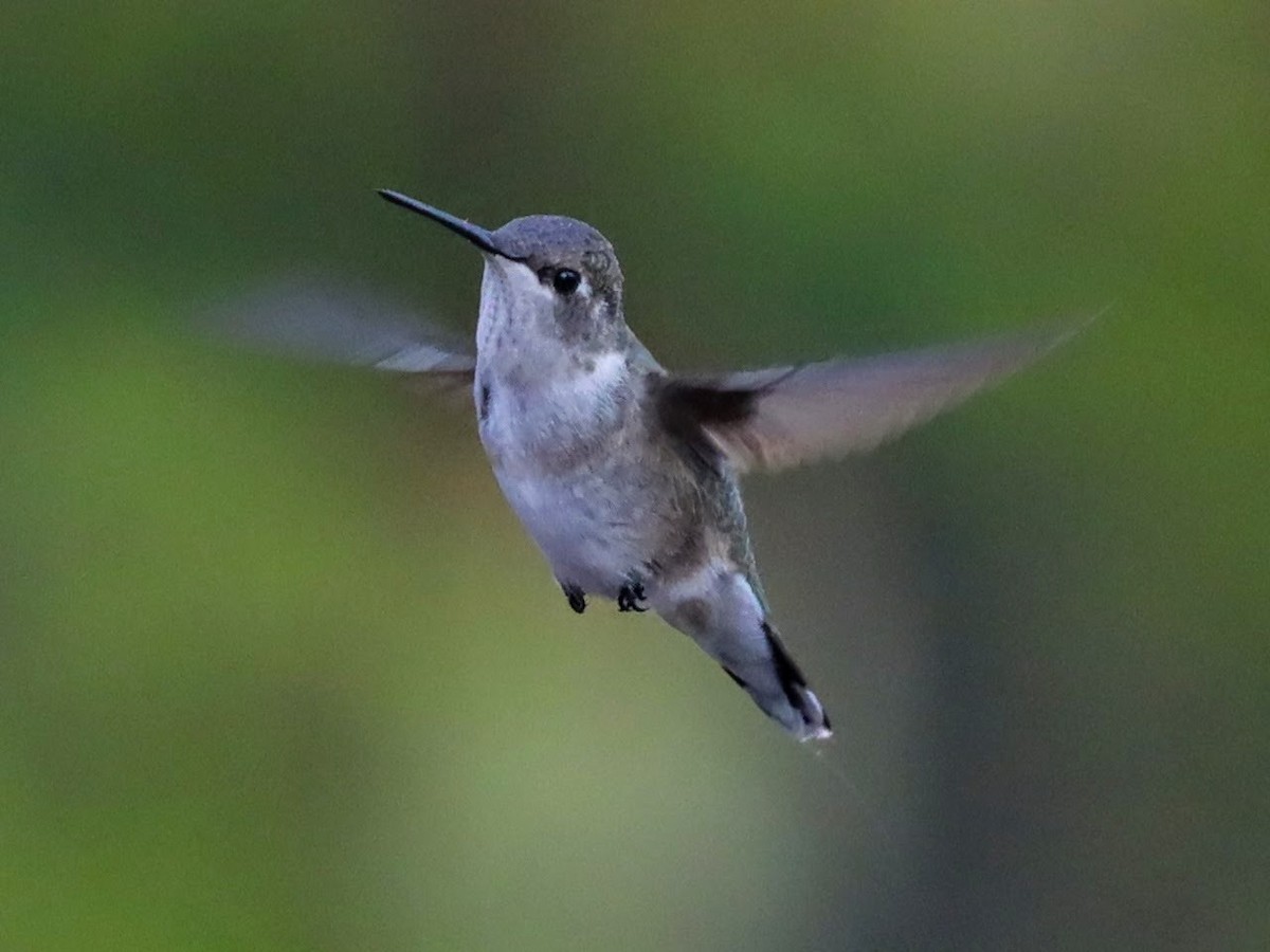 Black-chinned Hummingbird - ML612703072