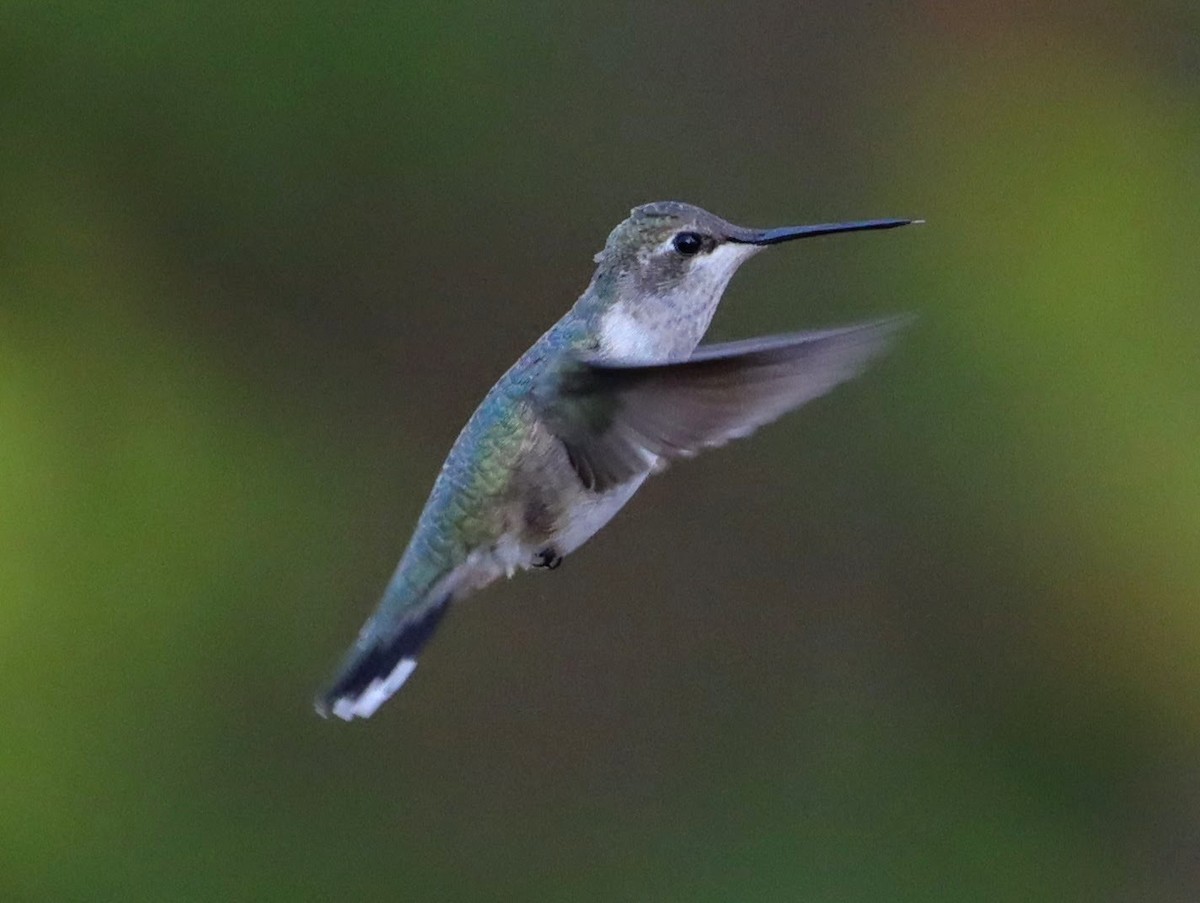 Black-chinned Hummingbird - ML612703074