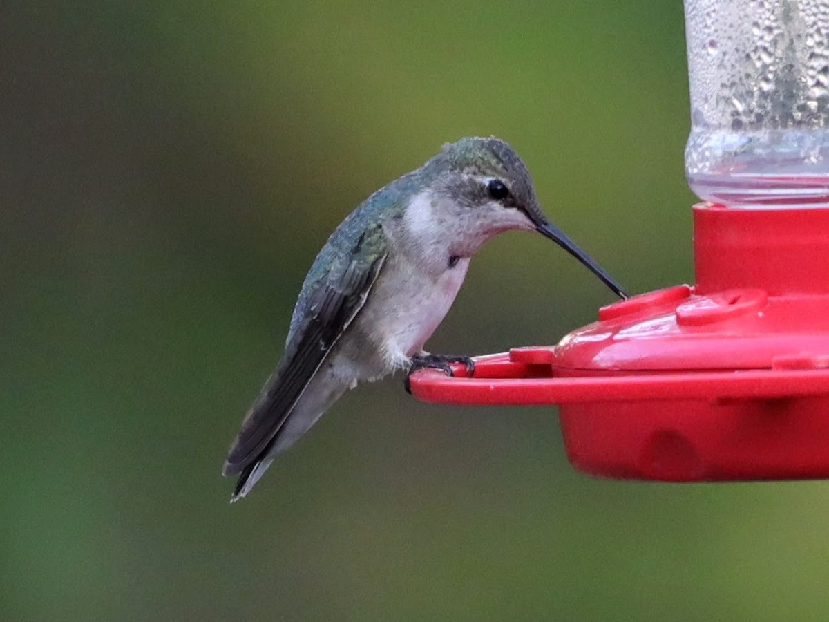 Black-chinned Hummingbird - Josh Yoder