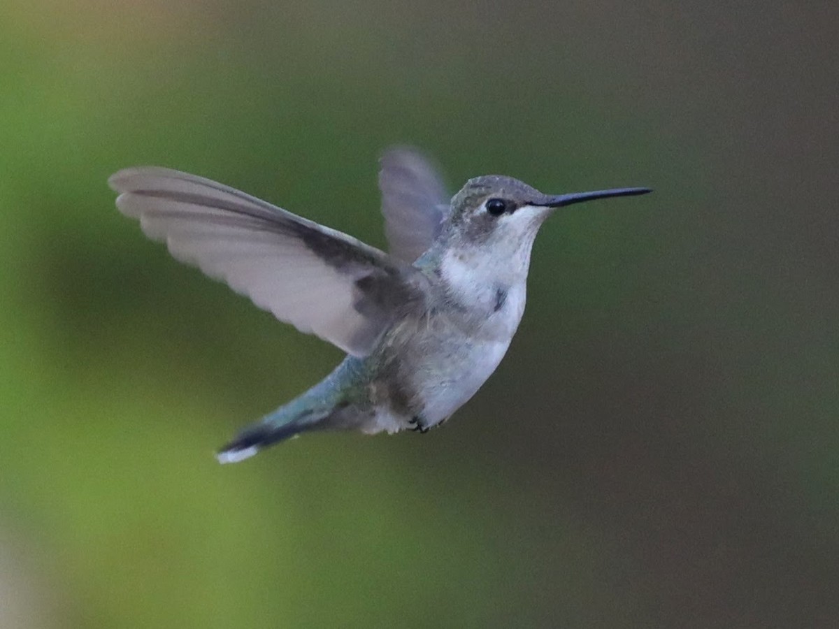 Black-chinned Hummingbird - ML612703076