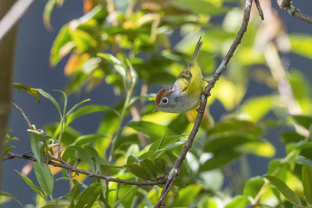 Chestnut-crowned Warbler - Quyen Le Khac