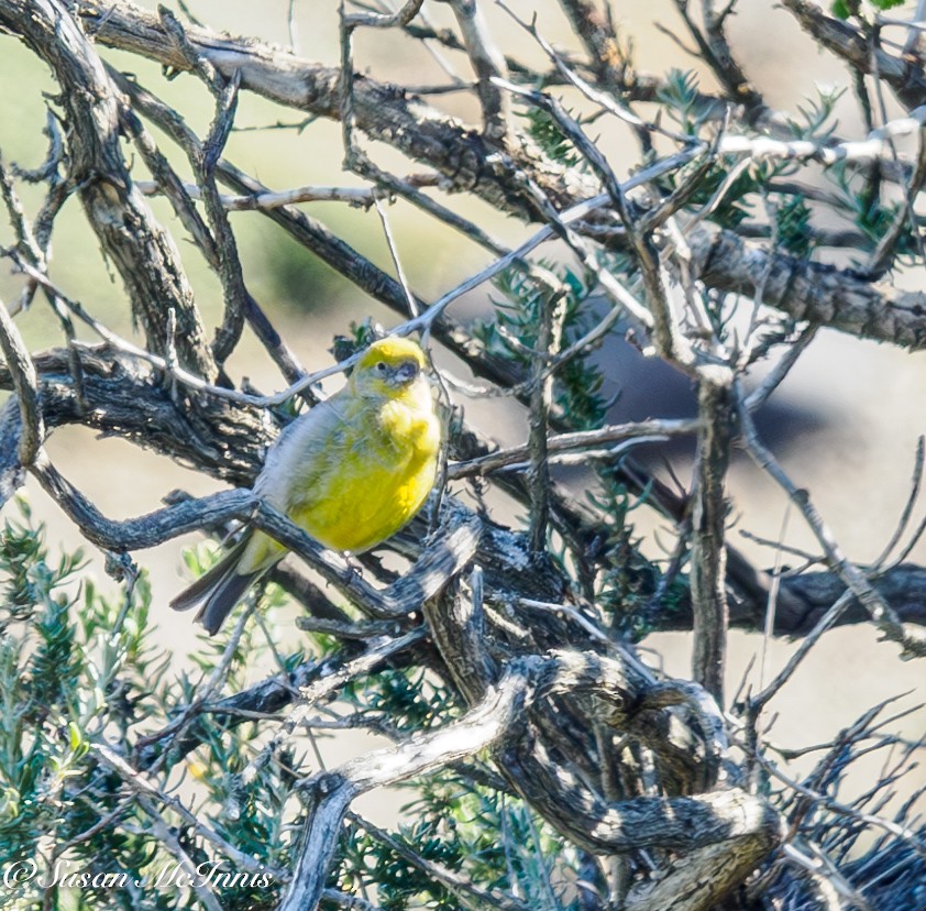 Patagonian Yellow-Finch - ML612703094