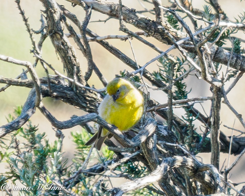 Patagonian Yellow-Finch - ML612703113