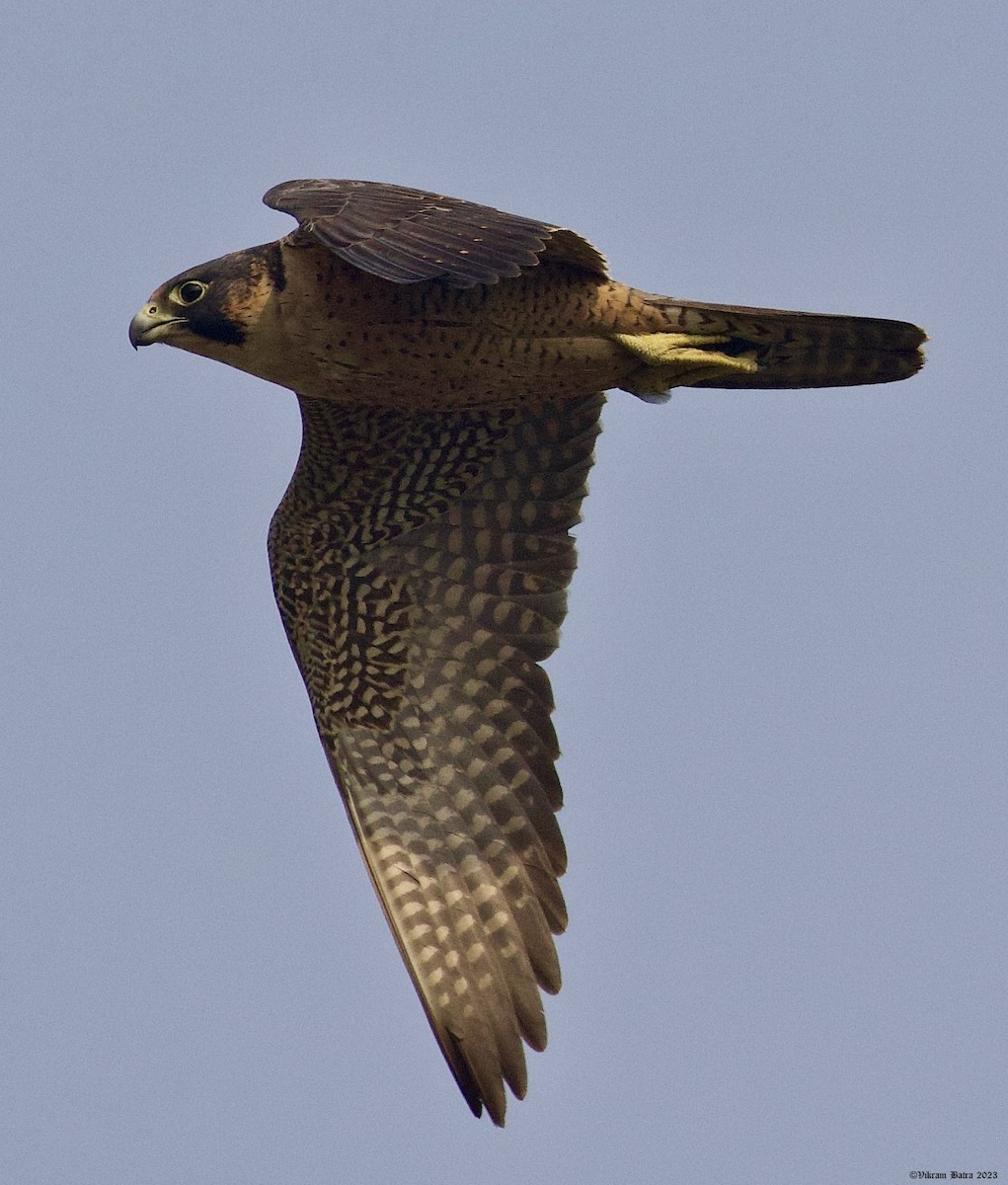 Halcón Peregrino (babylonicus) - ML612703170