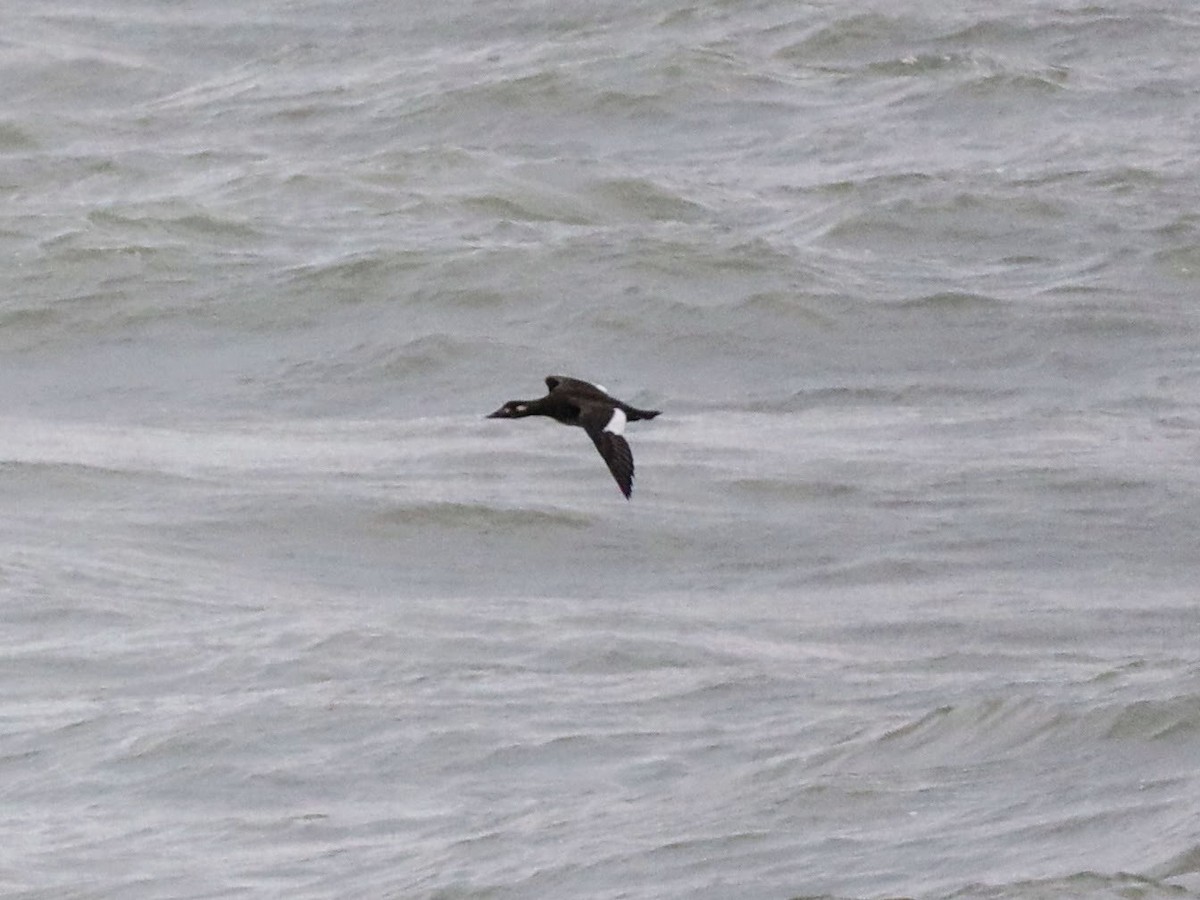 White-winged Scoter - ML612703179