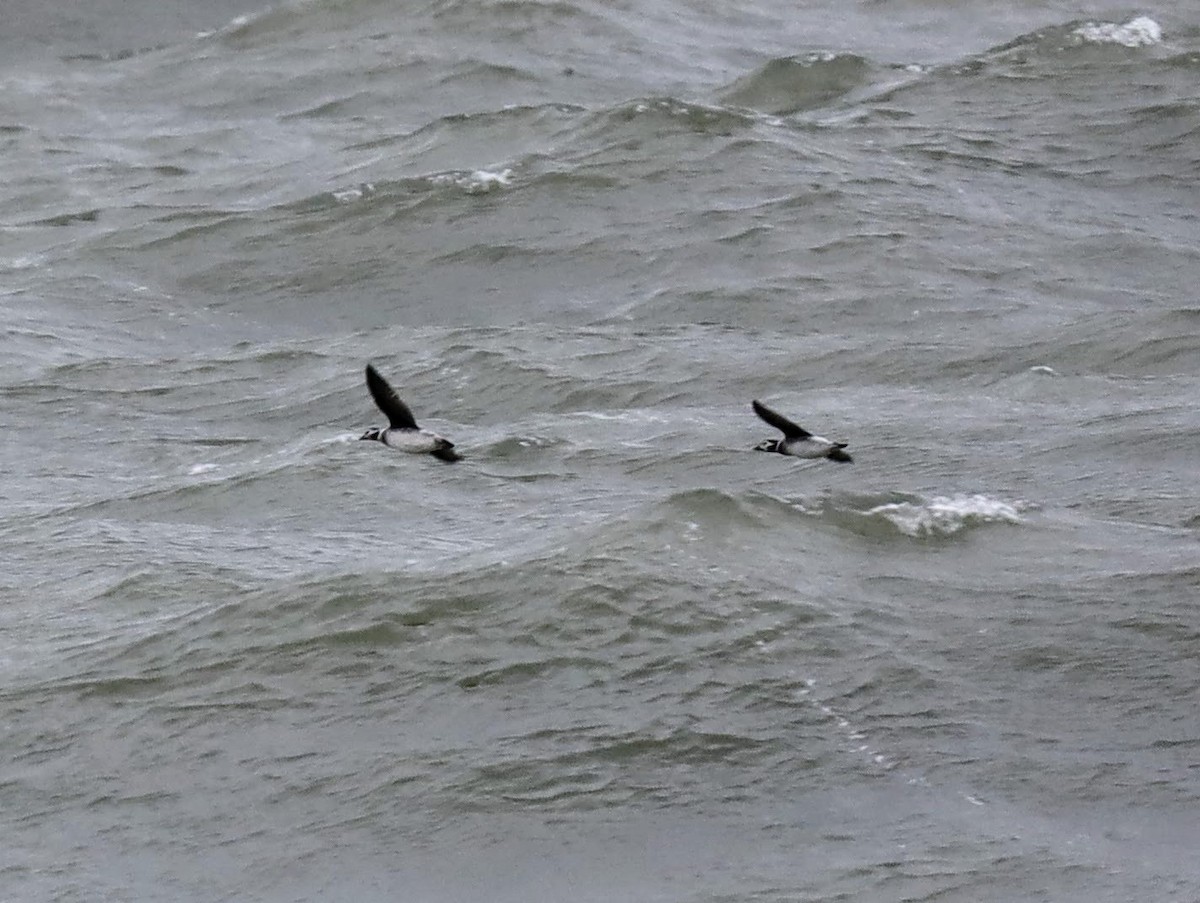 Long-tailed Duck - ML612703203