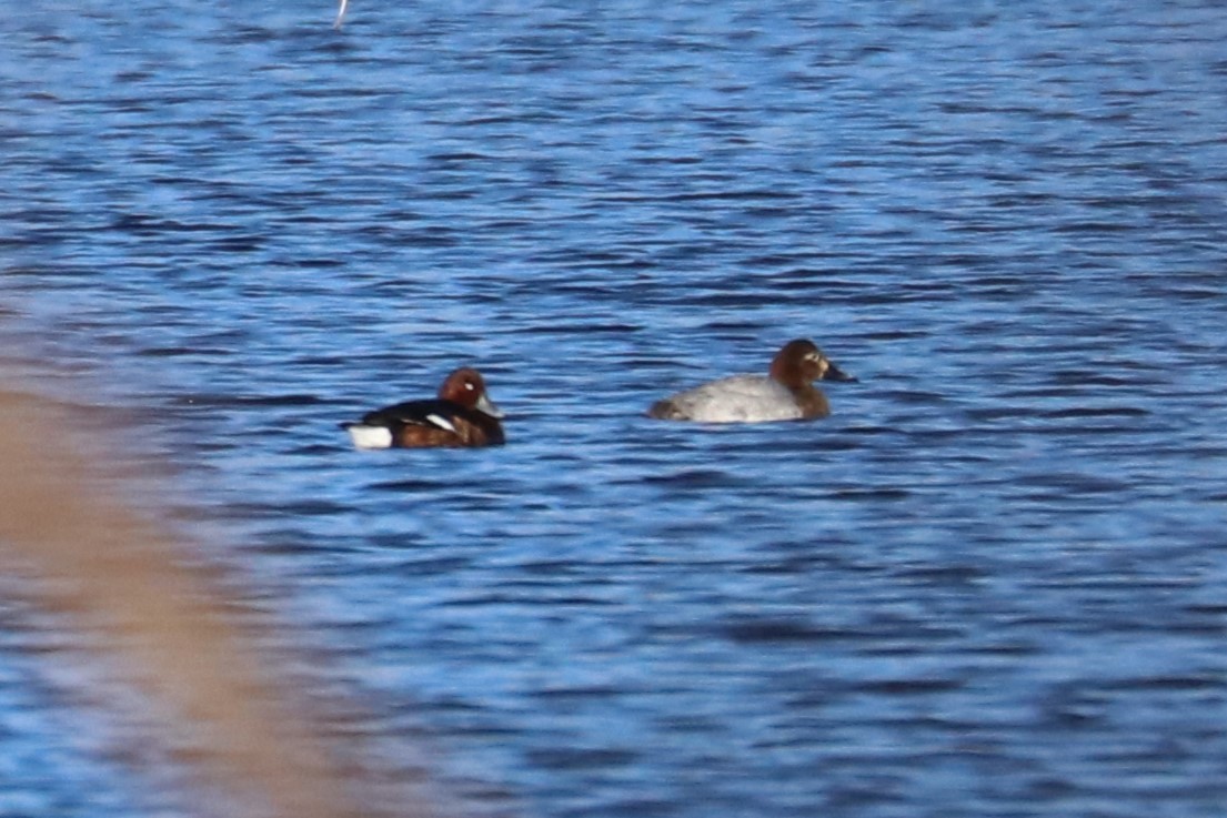 Ferruginous Duck - Alexander Cherinko